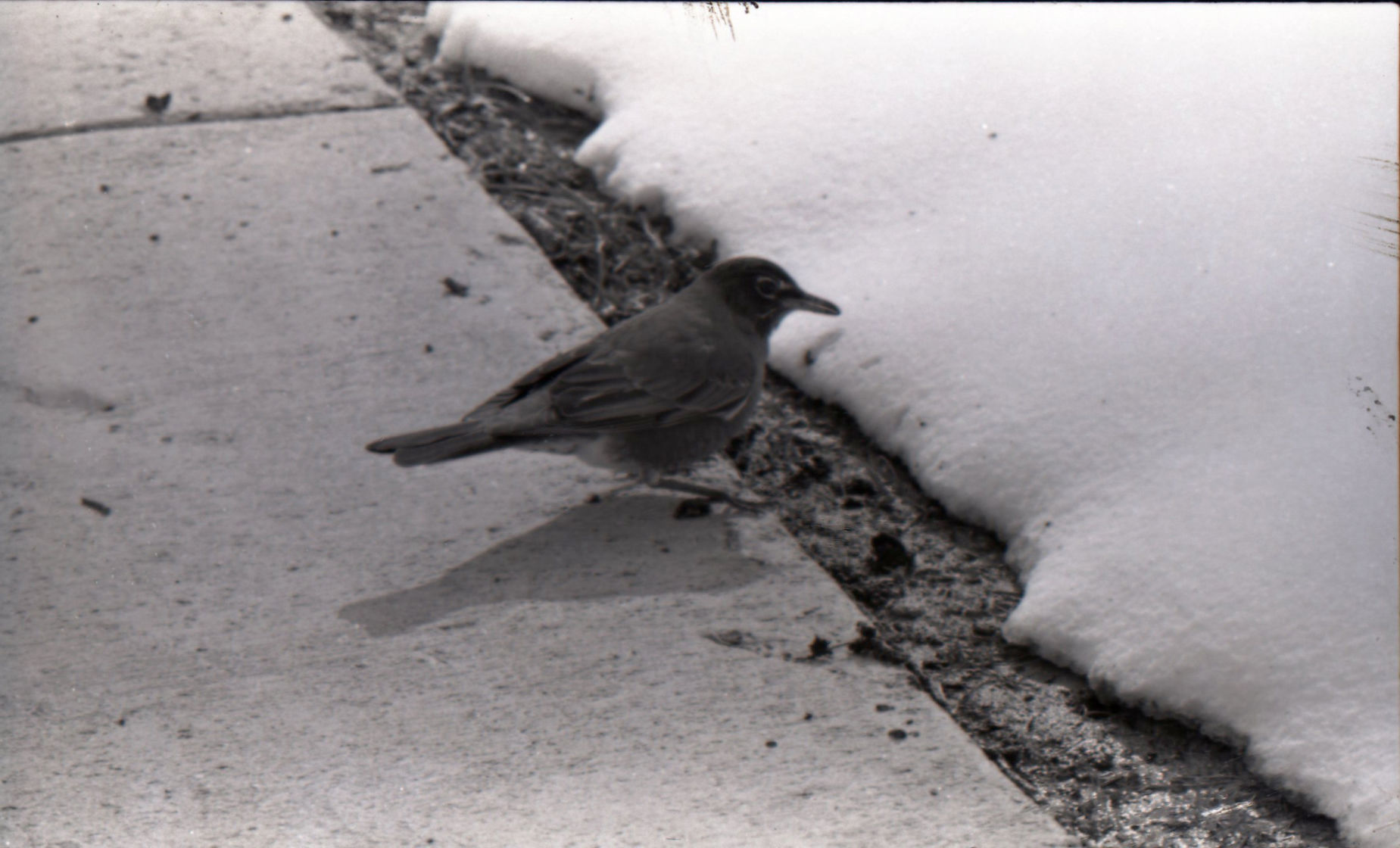 April 1973 snowfall